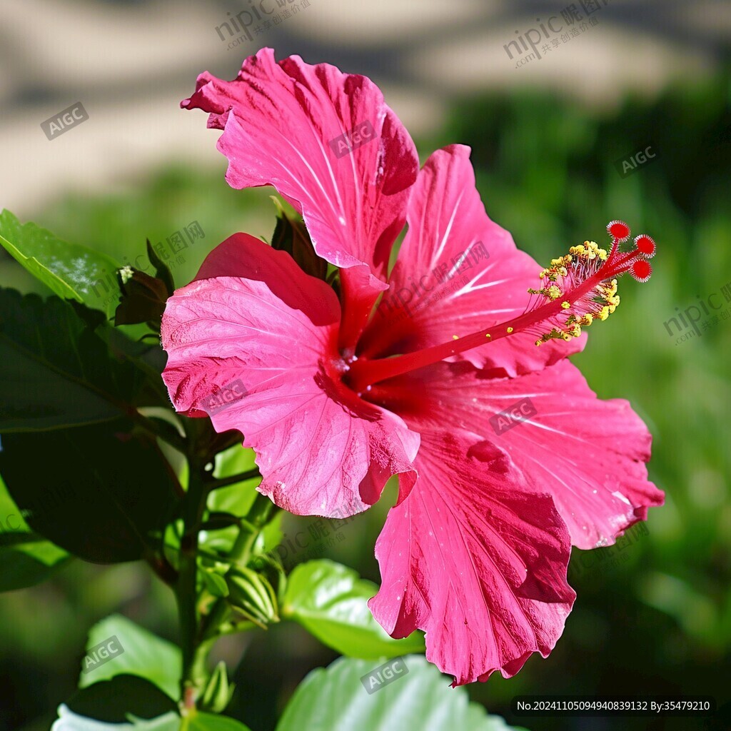 莉紫花扶桑
