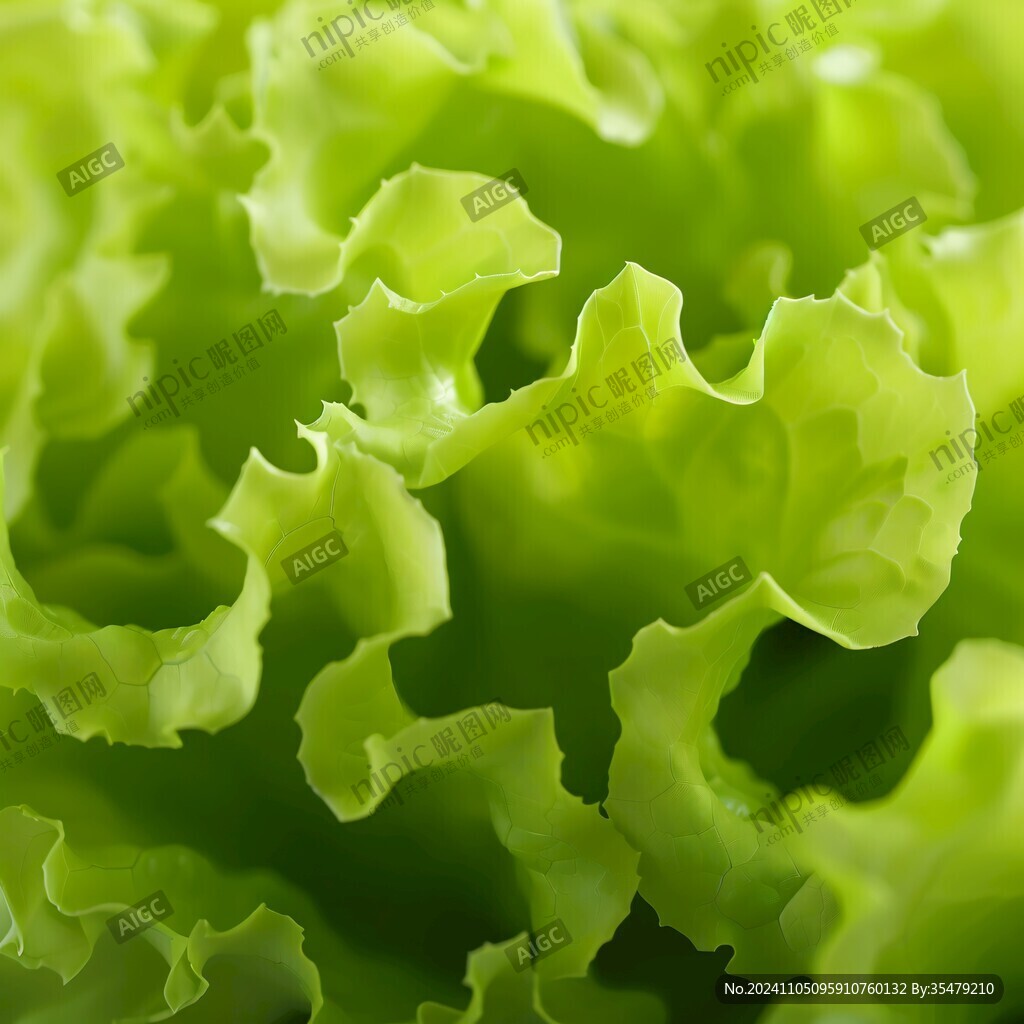 球生菜主圖