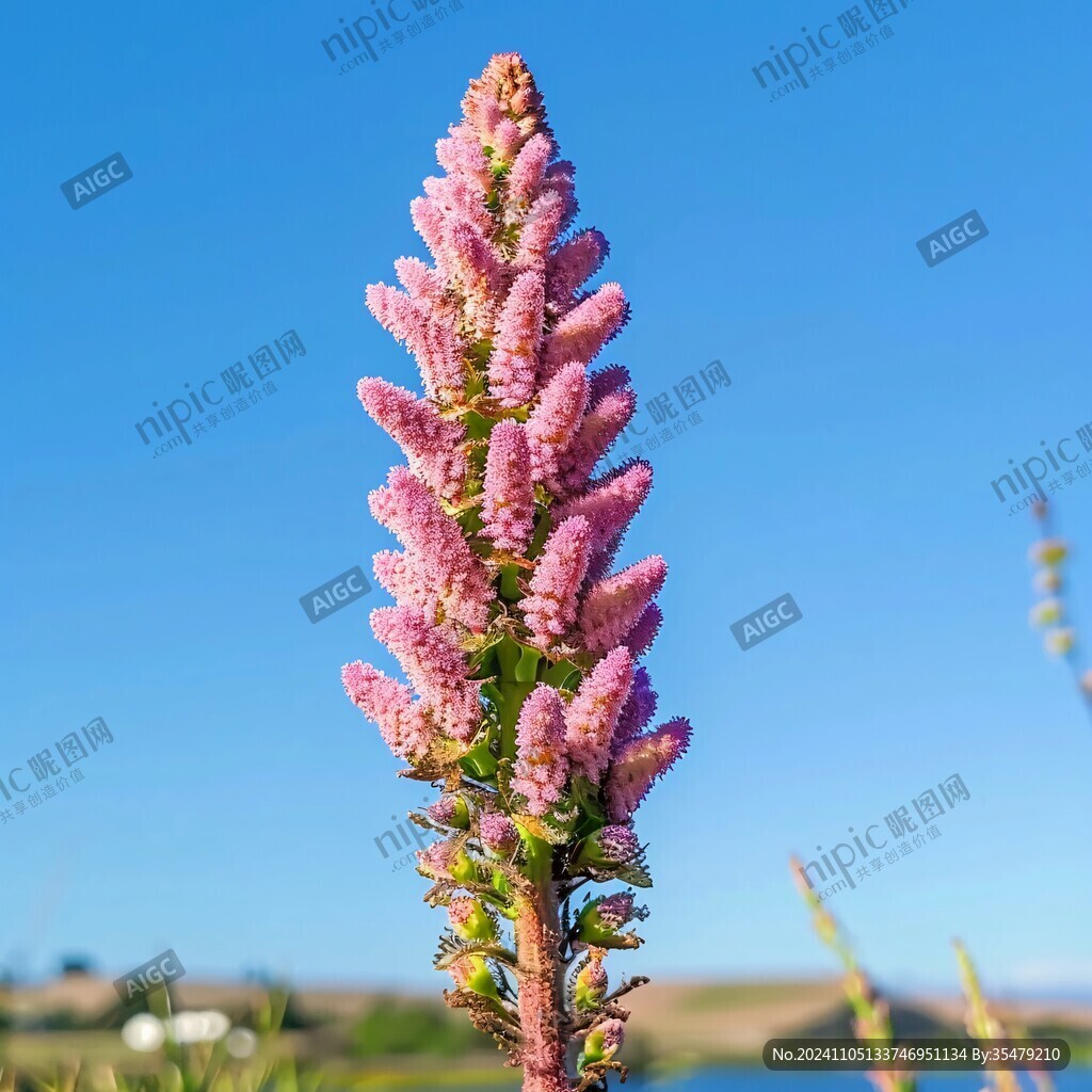 特卡波湖的魯冰花