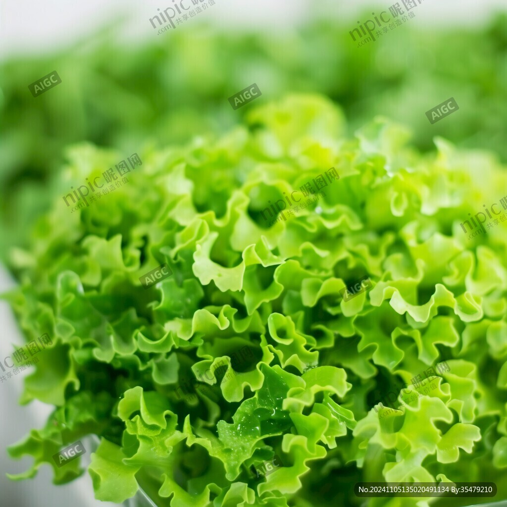 綠葉生菜5蔬菜新鮮