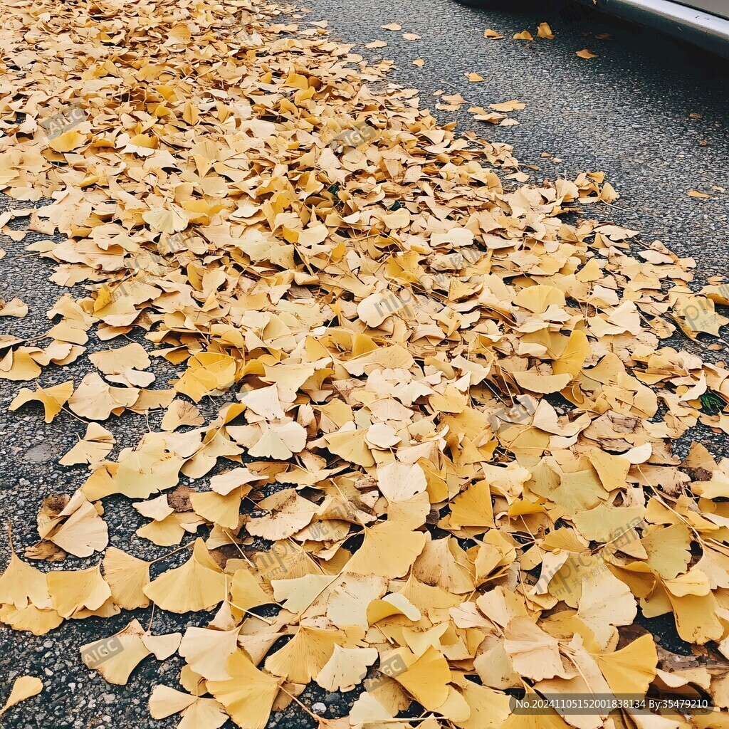 銀杏葉鋪滿路面