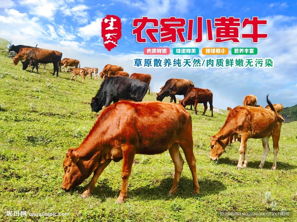 農(nóng)家黃牛