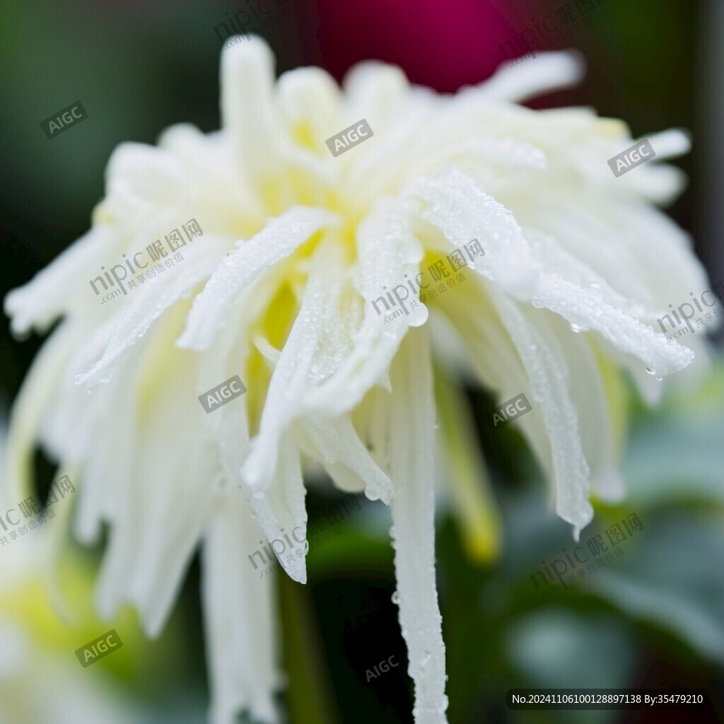 菊花傲雪