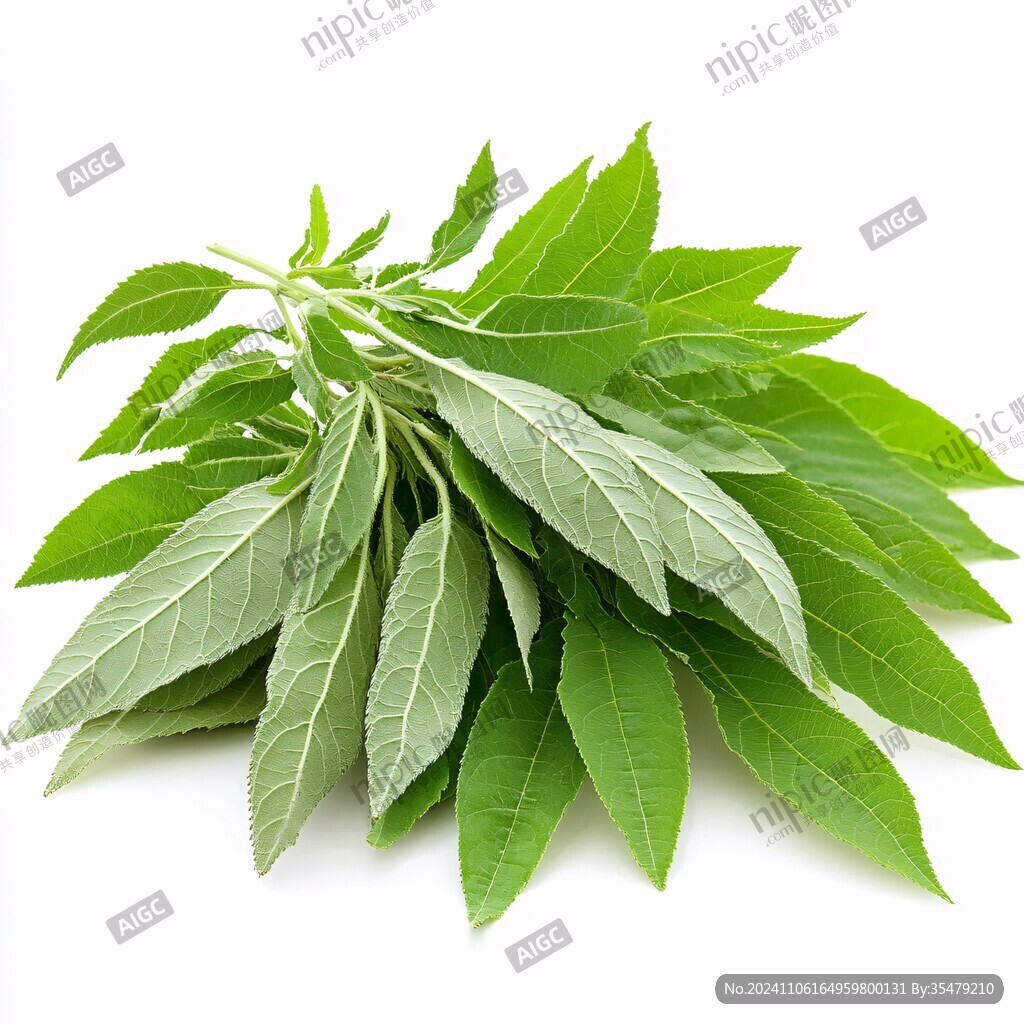 芝麻葉素材