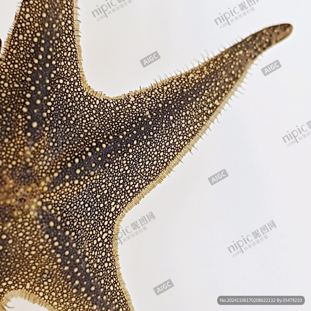 深海野生海星