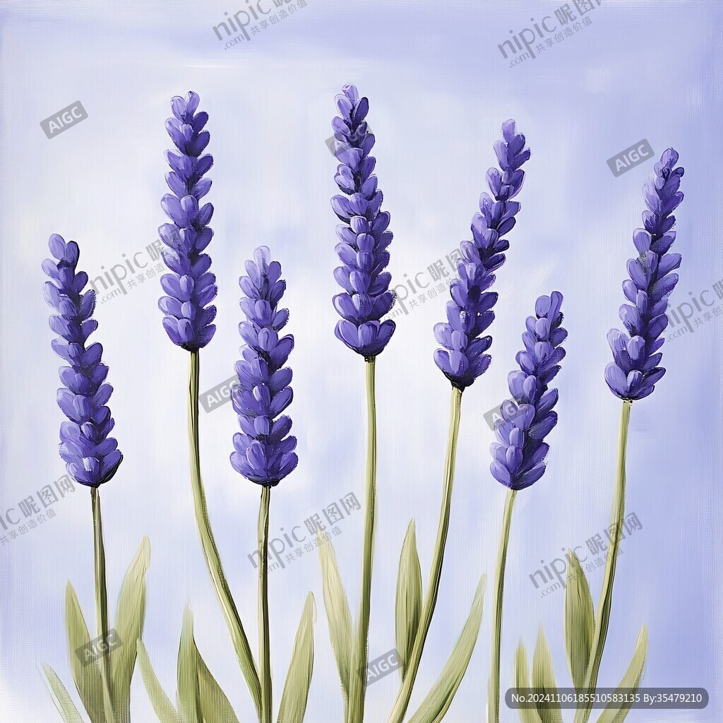 薰衣草插畫