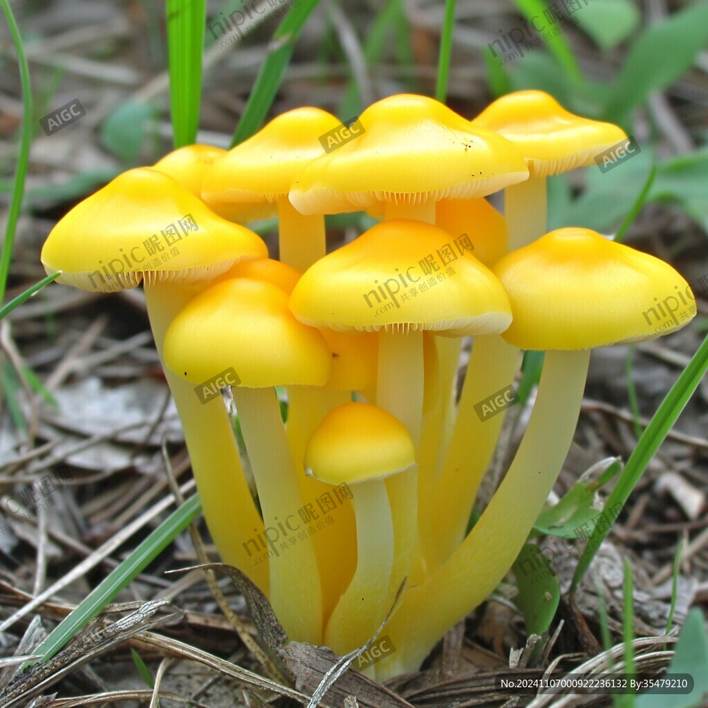 純黃白鬼傘蘑菇