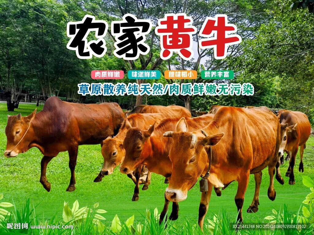 農(nóng)家黃牛