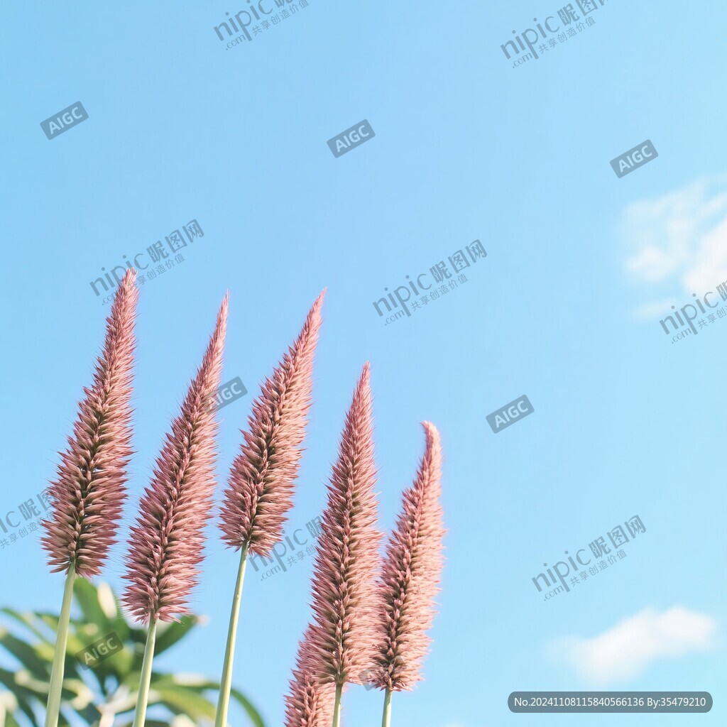狗尾草藍(lán)天