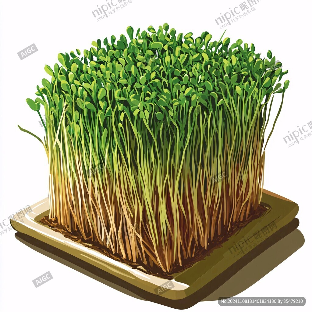 豆苗插畫