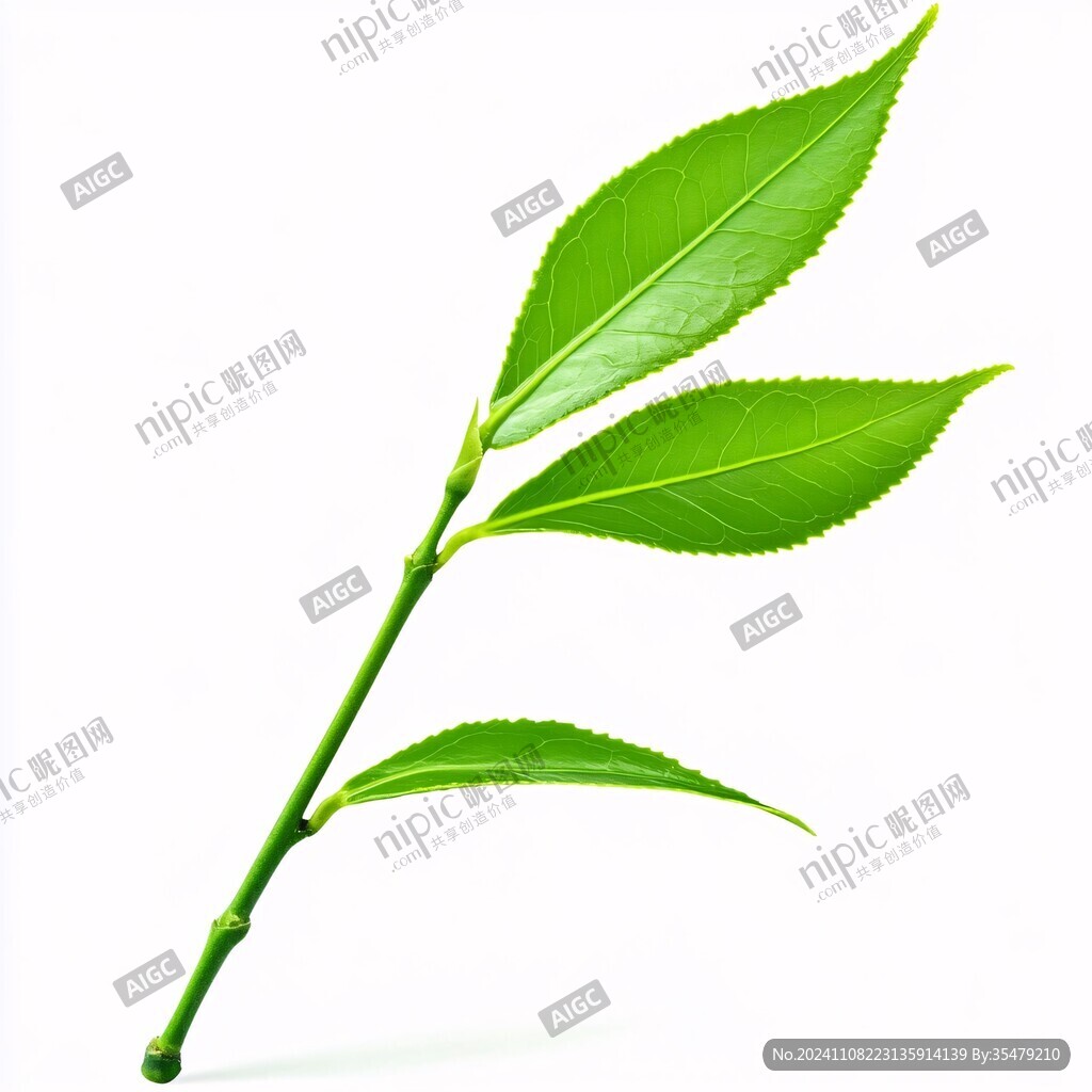 一片樹葉素材一片綠葉