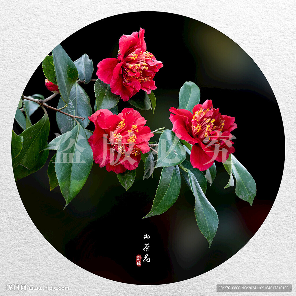 紅色山茶花