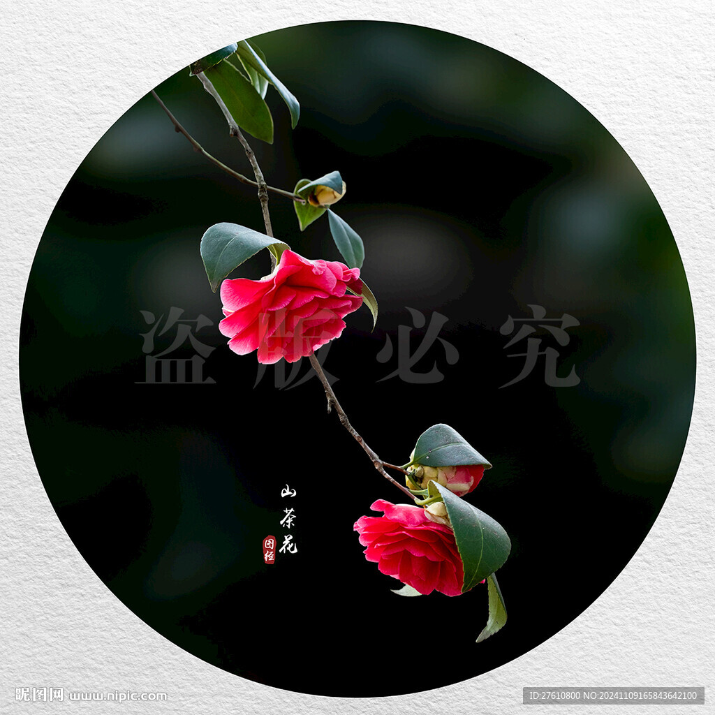 紅色山茶花