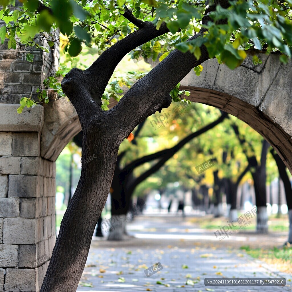 樹葉清華大學(xué)