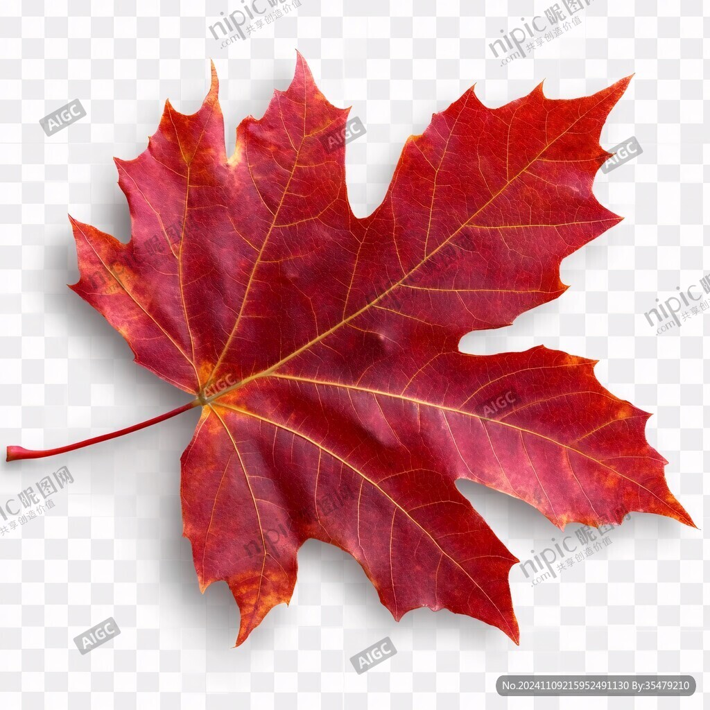 火紅色橡樹(shù)葉