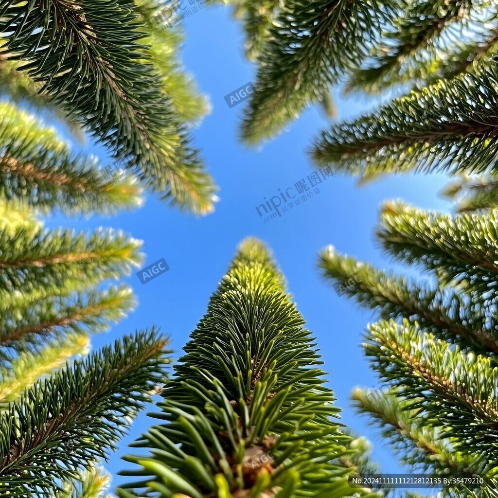 仰拍杉樹樹枝