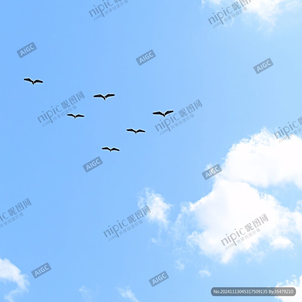 藍天白云飛鳥