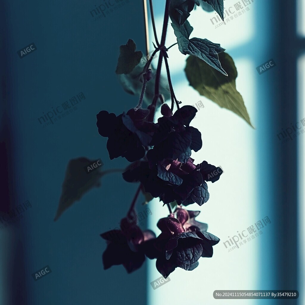 紅紫色的龍吐珠