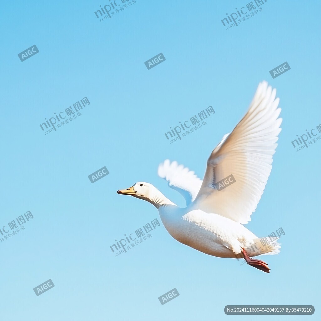自由飛翔鷗鳥