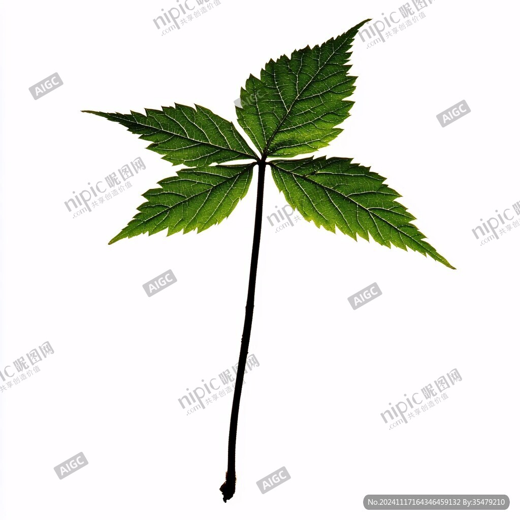 高清手繪桑葉