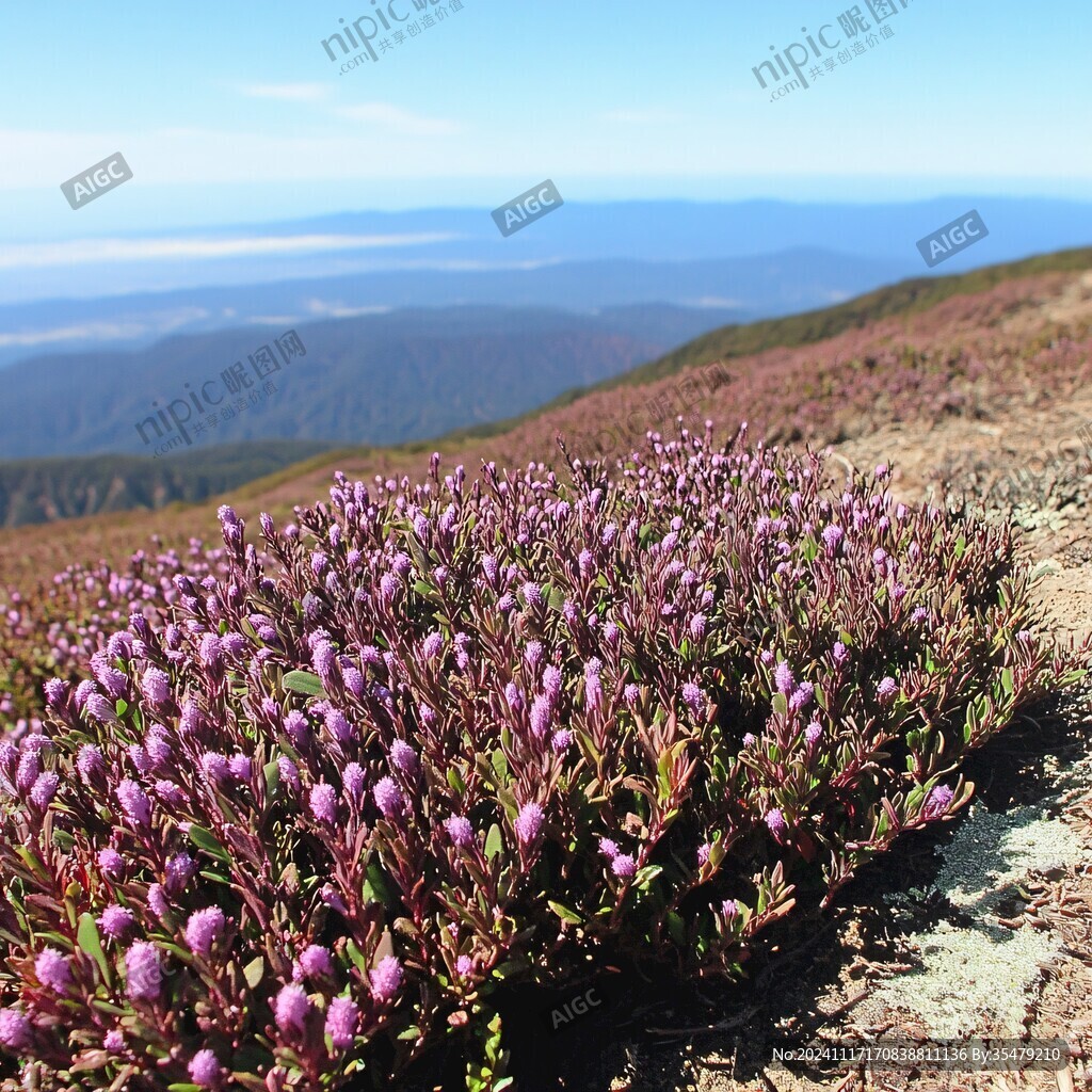 山頂野花