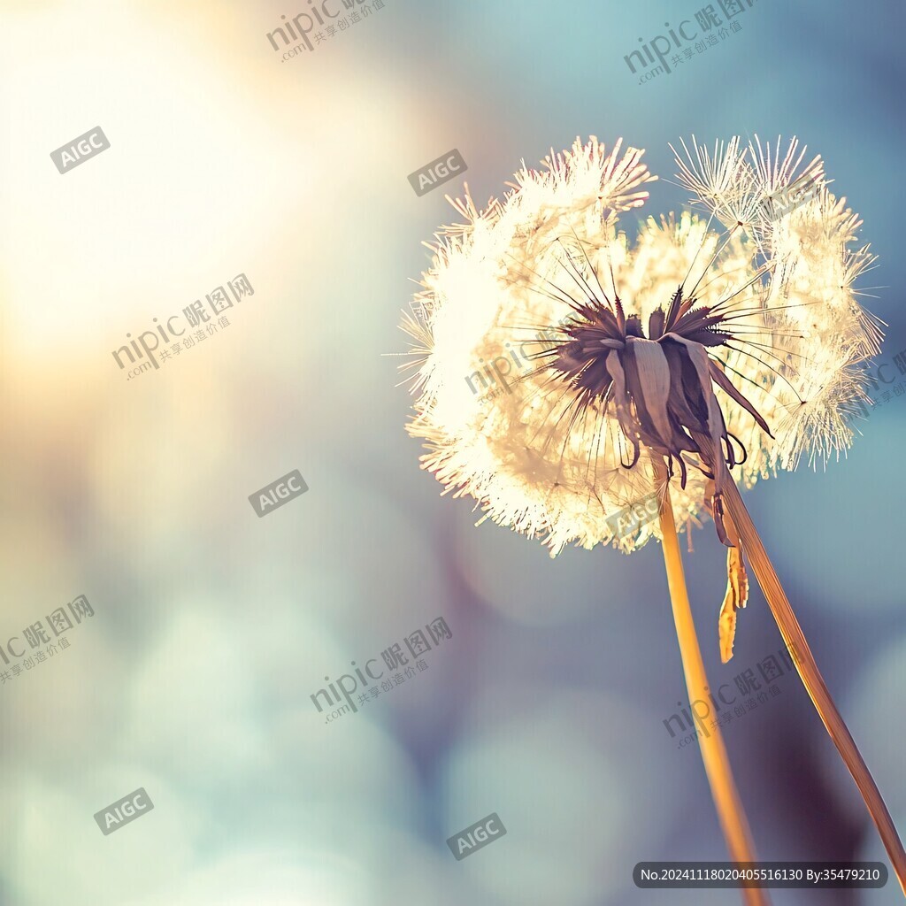 藍色夢幻蒲公英
