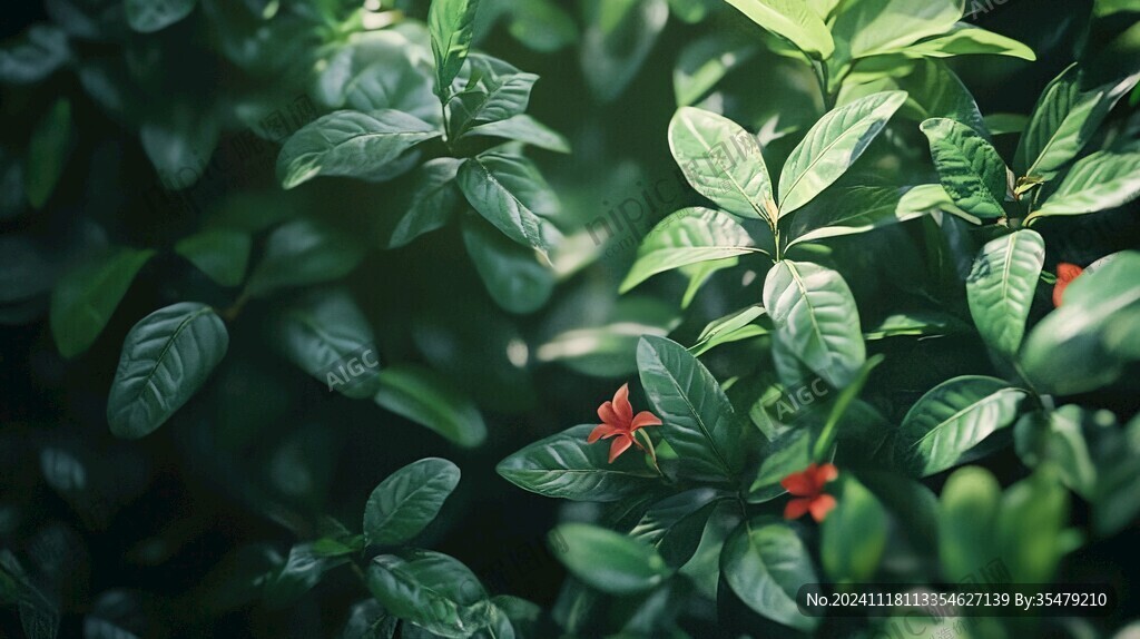 綠葉中的小紅花