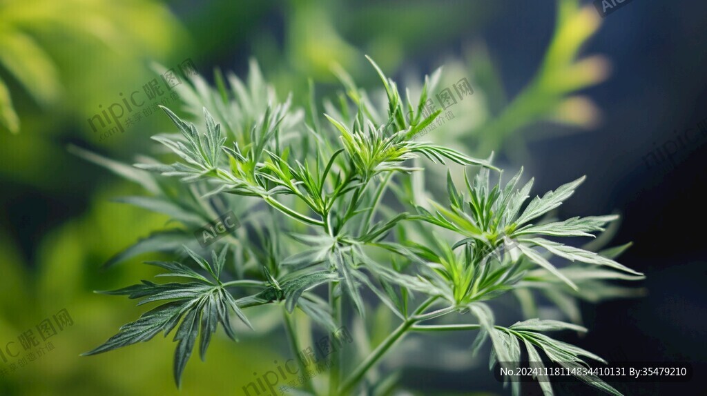 唯美艾草