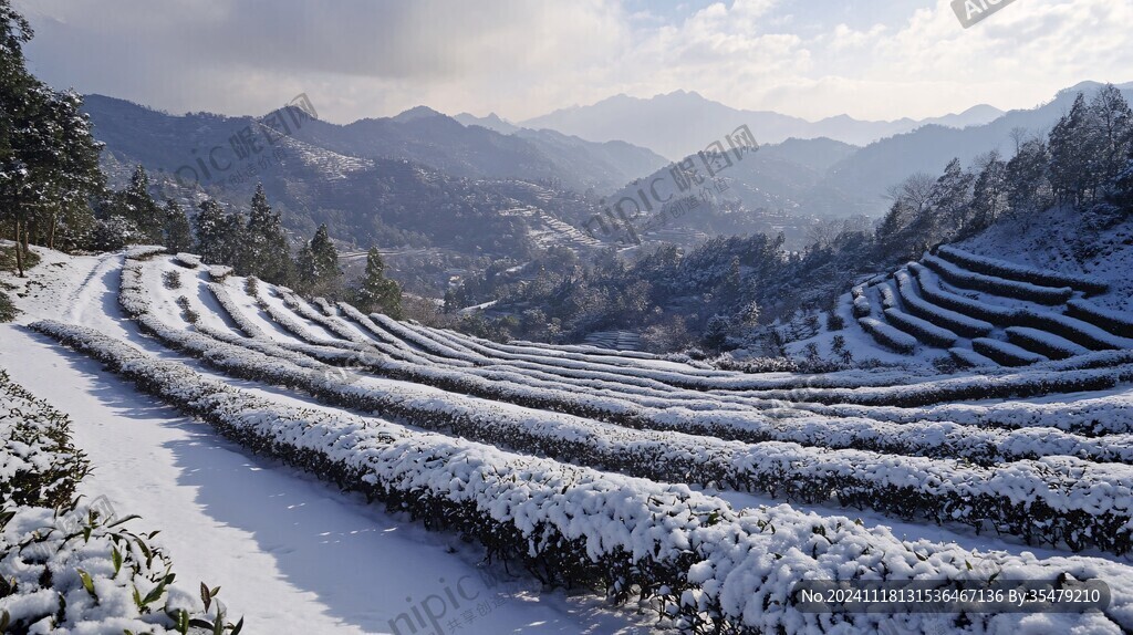 茶園雪霽