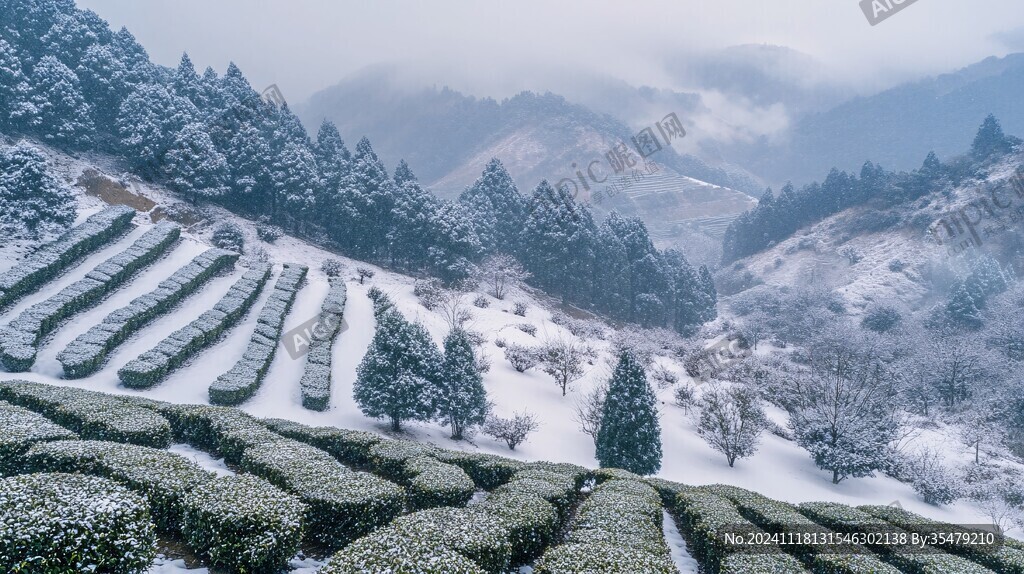 茶園雪霽