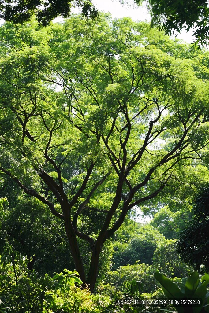 夏天欖仁樹枝葉樹