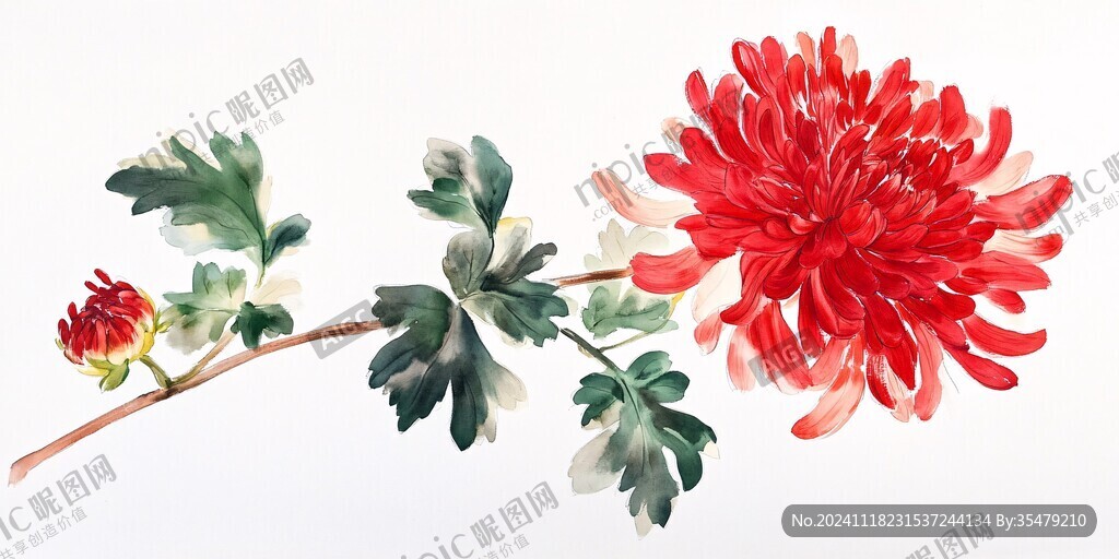 彩墨菊花
