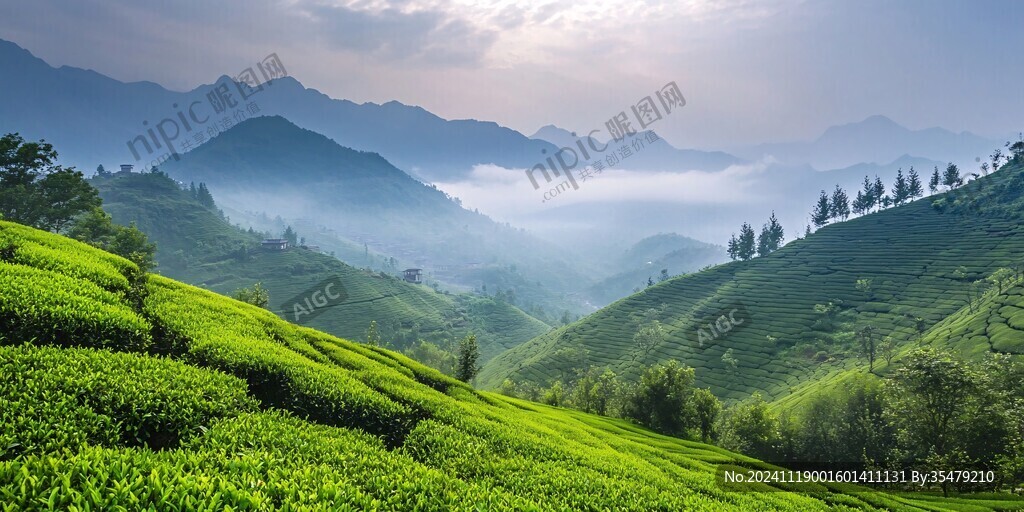 高山茶園高清圖片