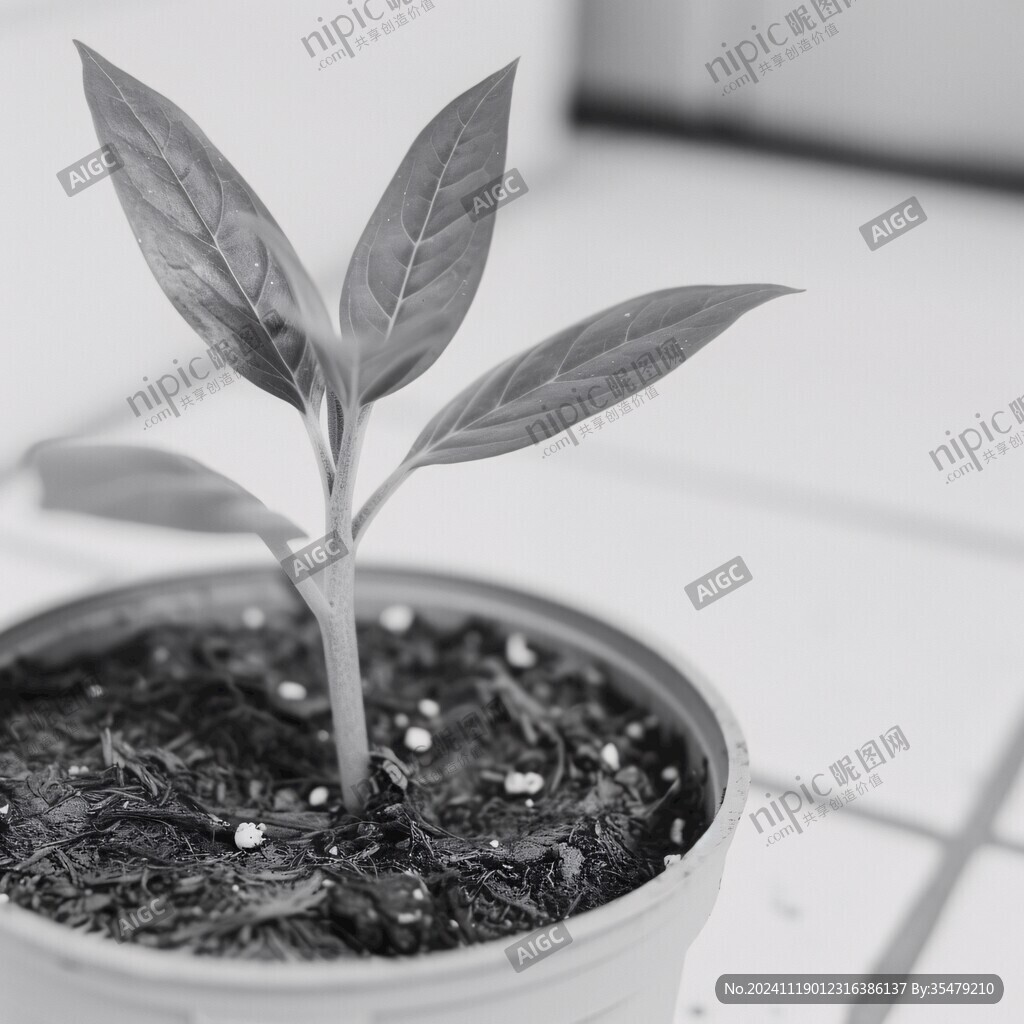 植物樗