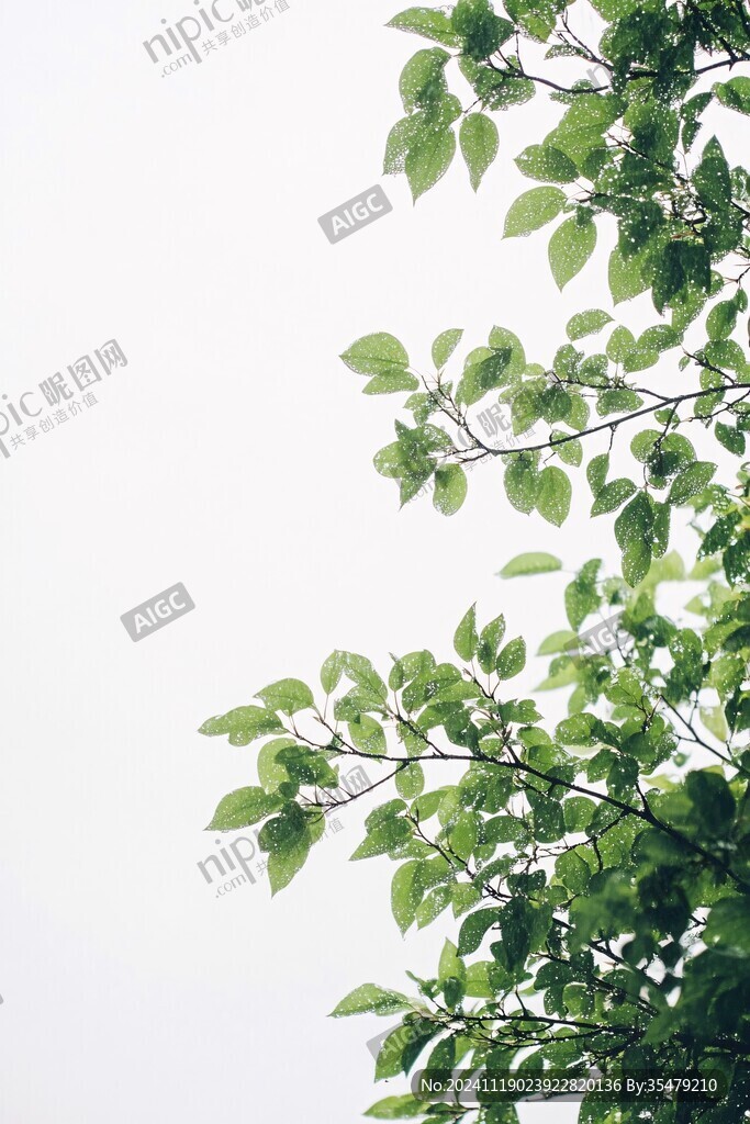 仰拍樹枝綠葉