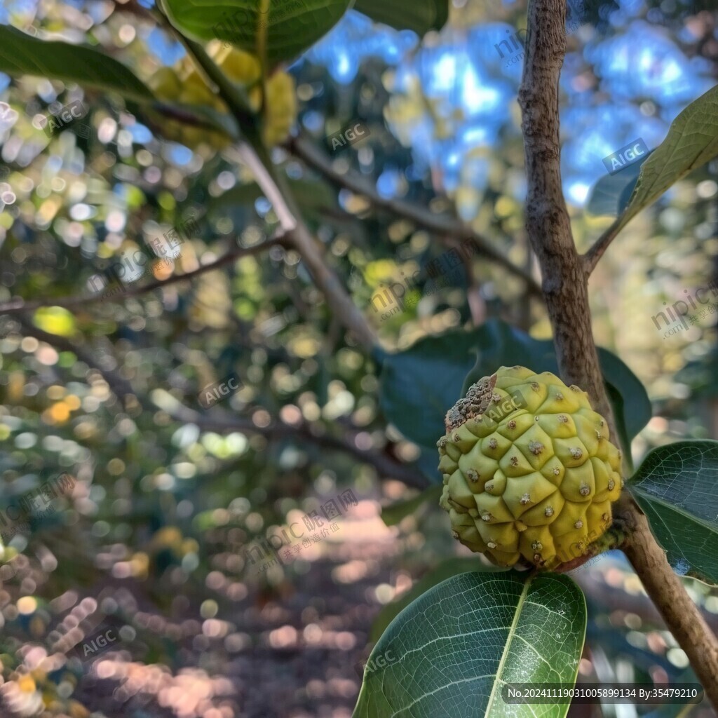 蕃荔枝