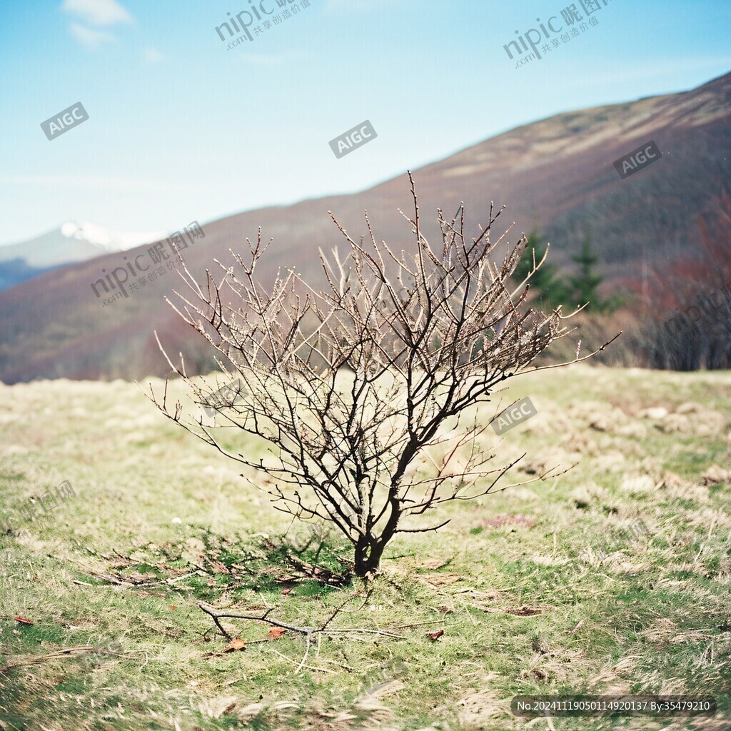 山頂獨(dú)枝