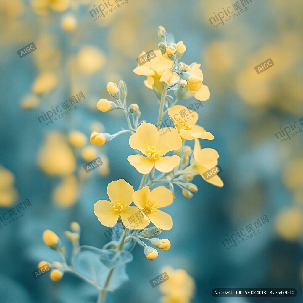 藍(lán)色背景油菜花