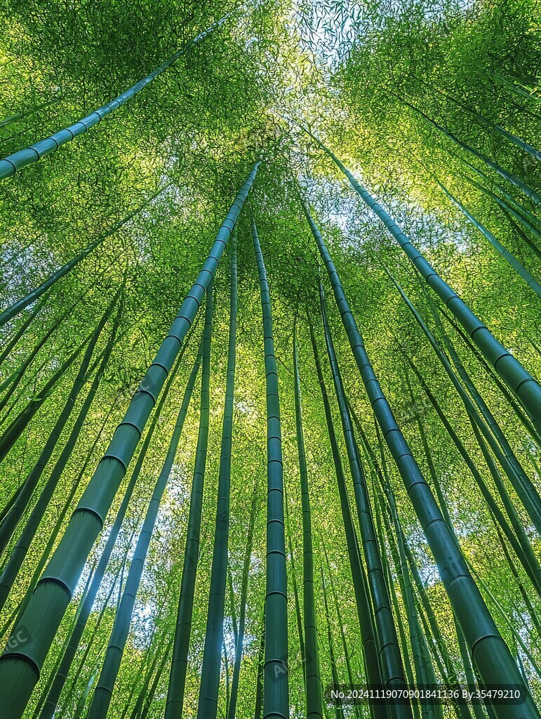 仰拍竹林高清圖