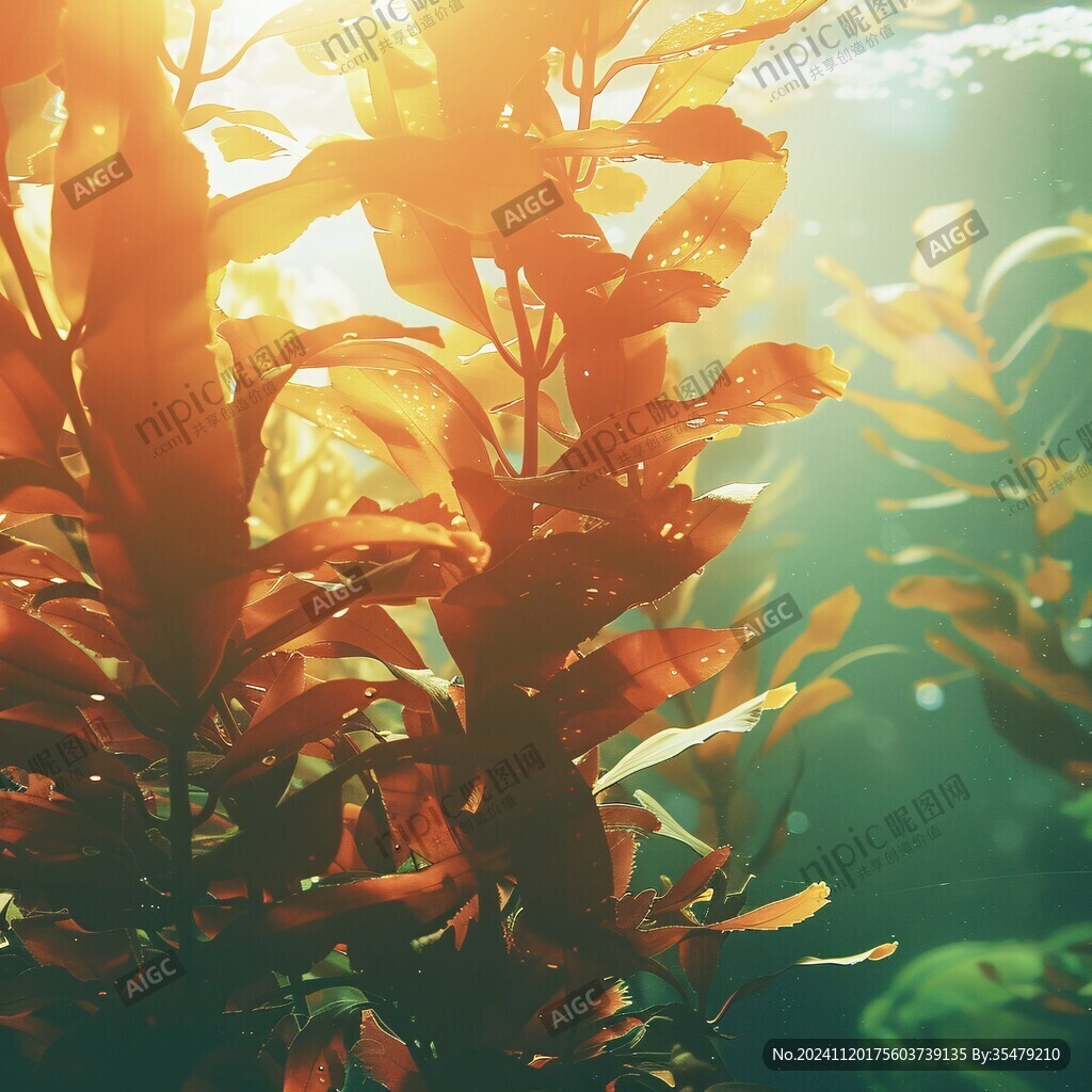 水下生長植物