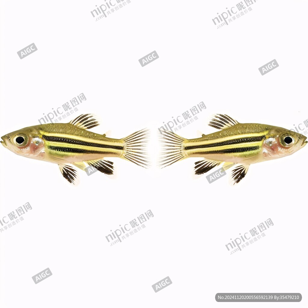 黃刺魚素材