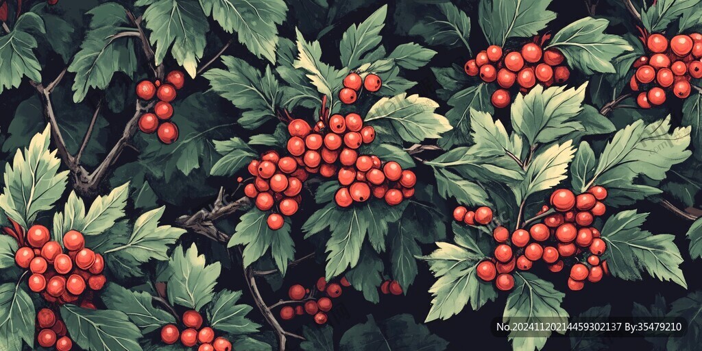 紅醋栗插畫