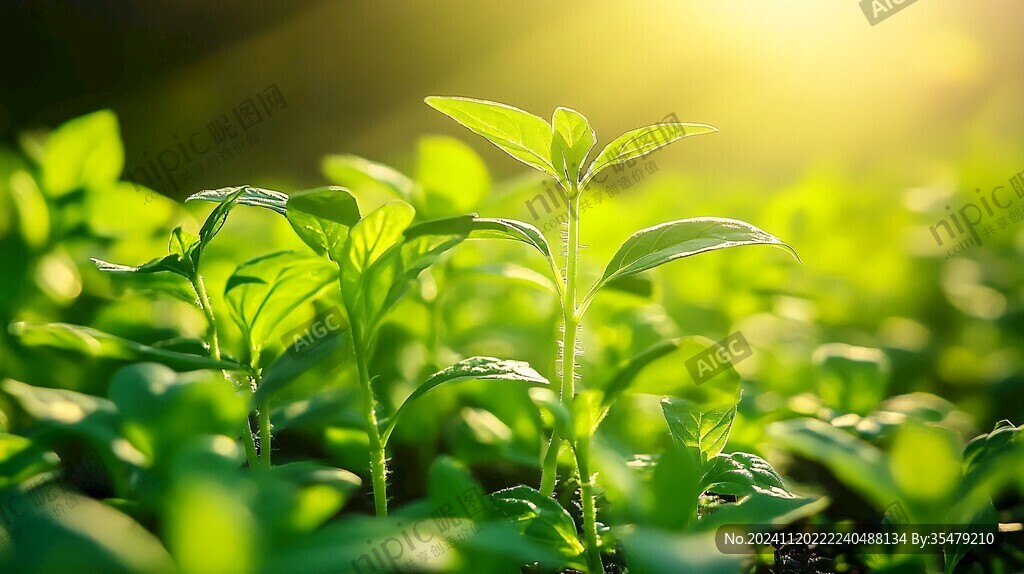 陽光茶芽