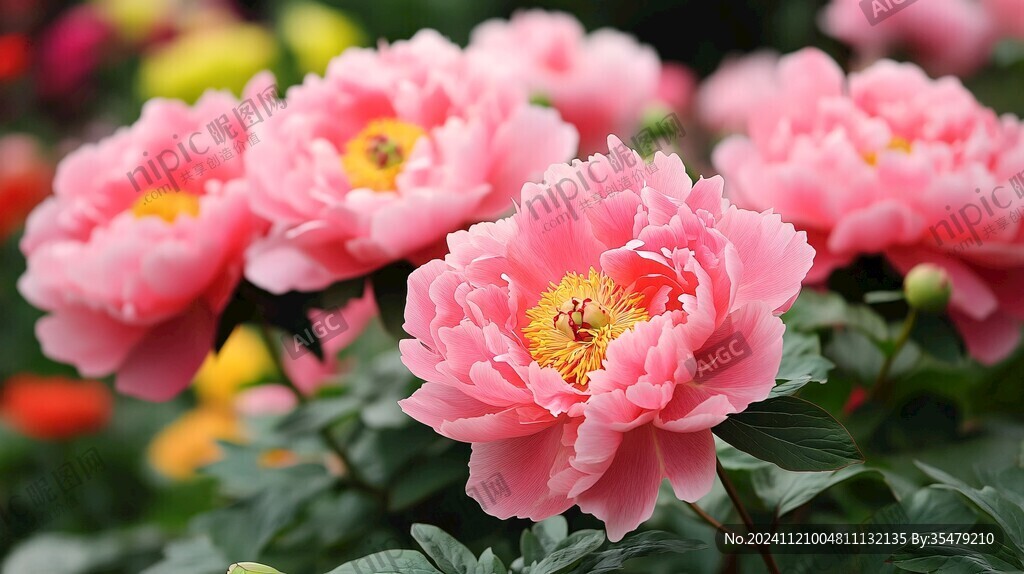 花團(tuán)錦簇牡丹