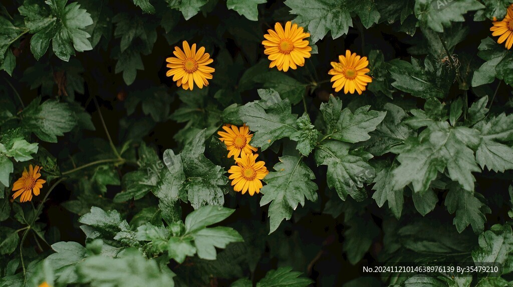 黃纓菊