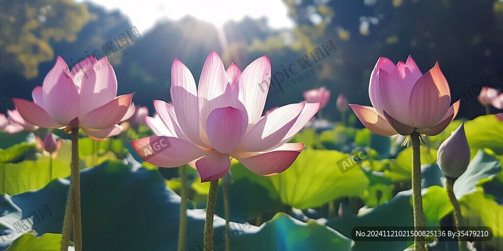 陽(yáng)光與荷花