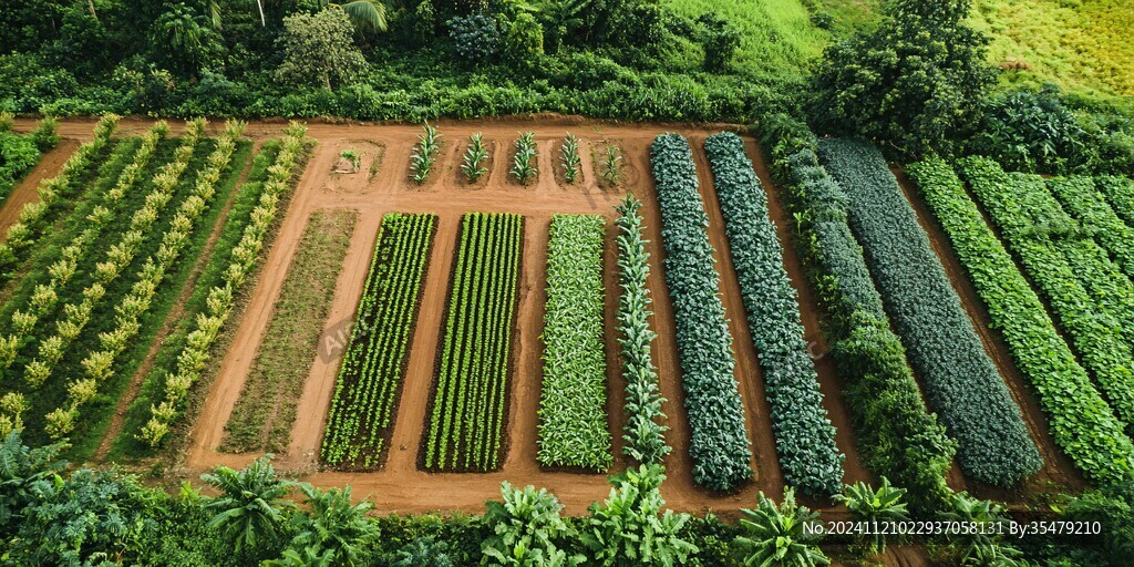 航拍菜園
