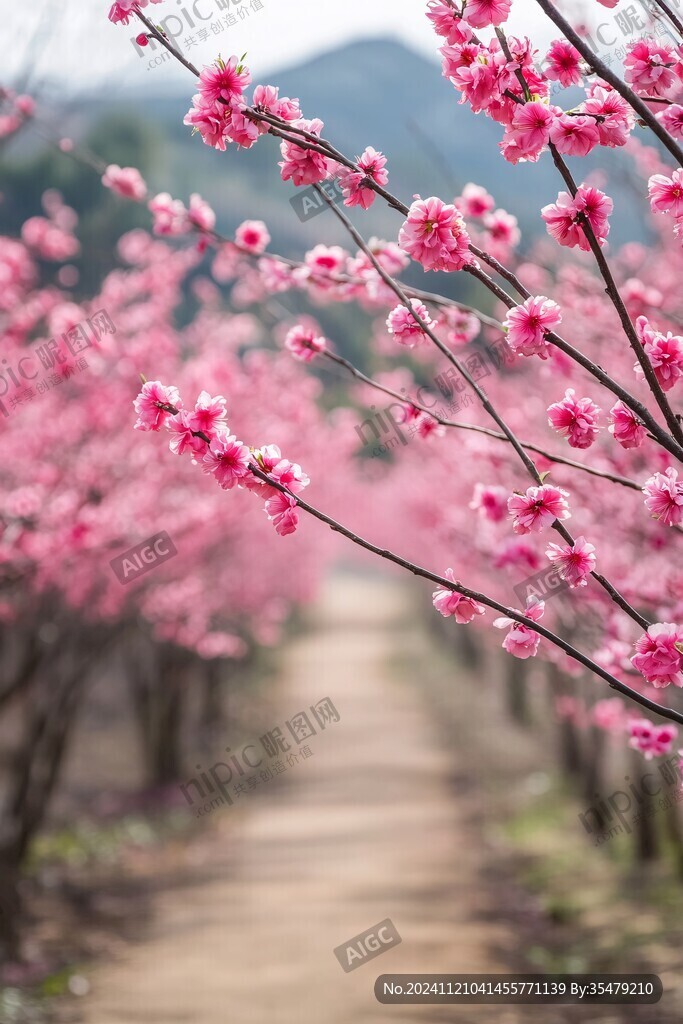 桃花小路