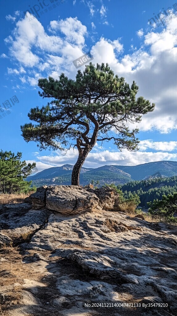 山頂古松