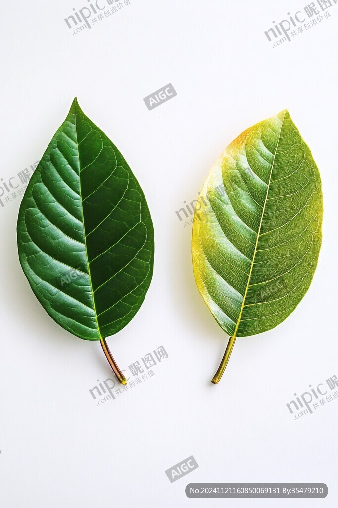 正反面樹(shù)葉